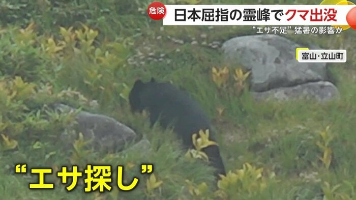 人が行き交う登山道の近くを歩いていたクマ