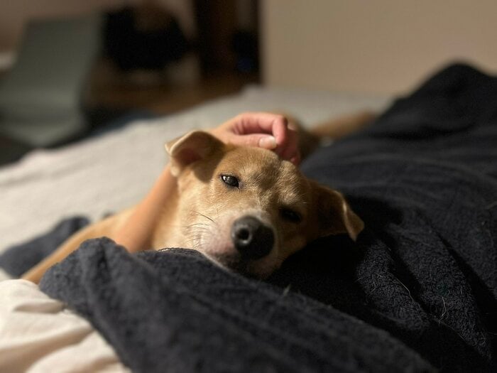 飼い主さんと一緒に眠るという