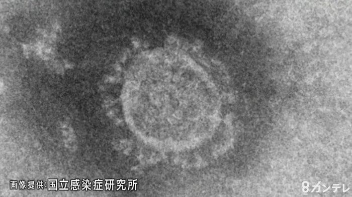 画像提供:国立感染症研究所