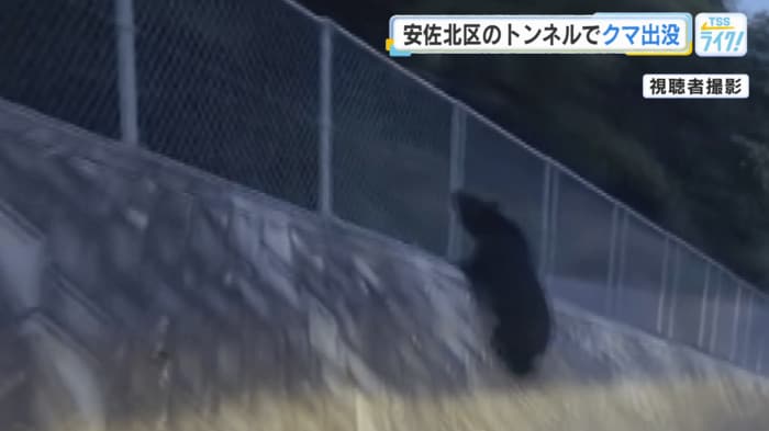 トンネルを出て、近くのフェンスによじ登るクマ（視聴者撮影）