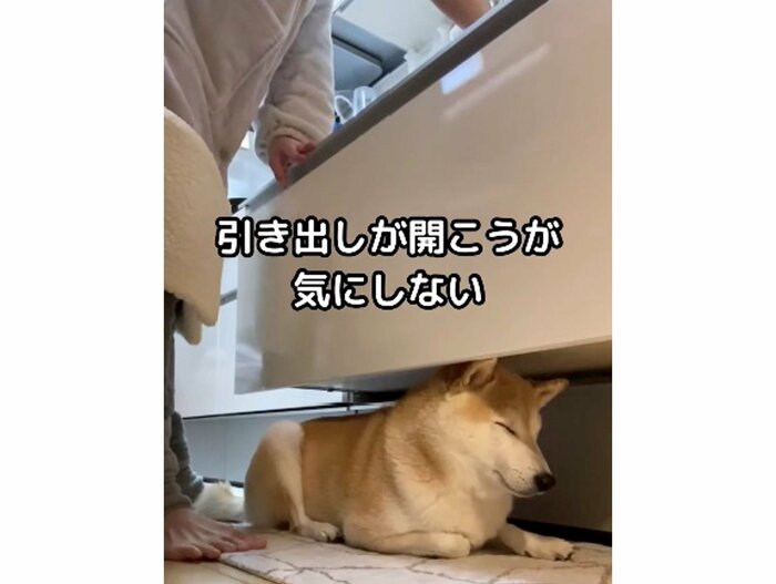 提供:柴犬Mamesuke・Korosuke大阪さん