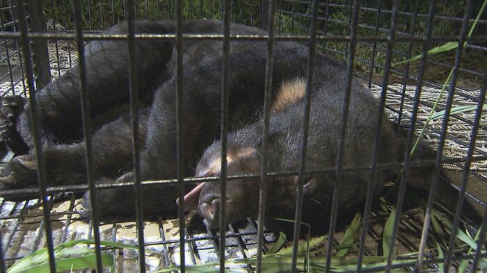 2022年9月仙台市青葉区落合で捕獲されたクマ