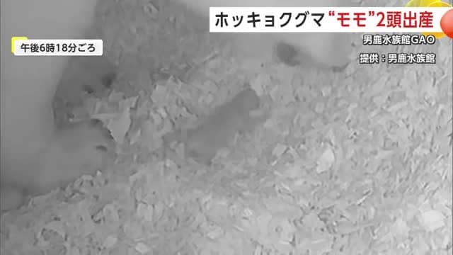 ホッキョクグマ「モモ」の第1子