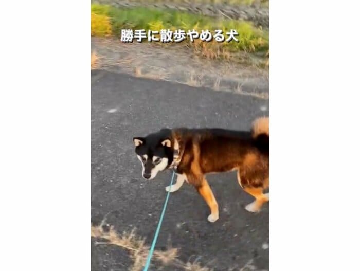 提供:柴犬むさしとこじろうさん