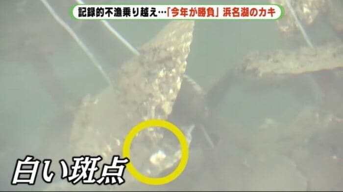 斑点はクロダイがかぶりついた跡