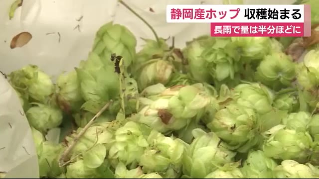 耕作放棄地を活用 ビールの原料・ホップを収穫 静岡市