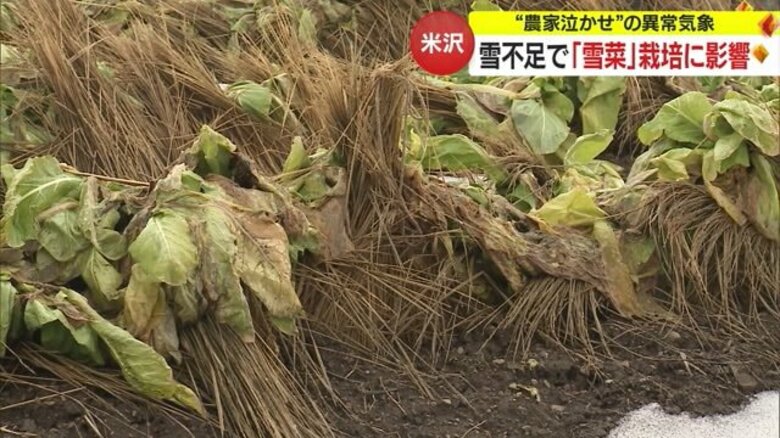 「農家泣かせだ」 雪不足で特産“雪菜”が危機的状況に　ベテラン生産者も経験のない異常気象【山形発】｜FNNプライムオンライン