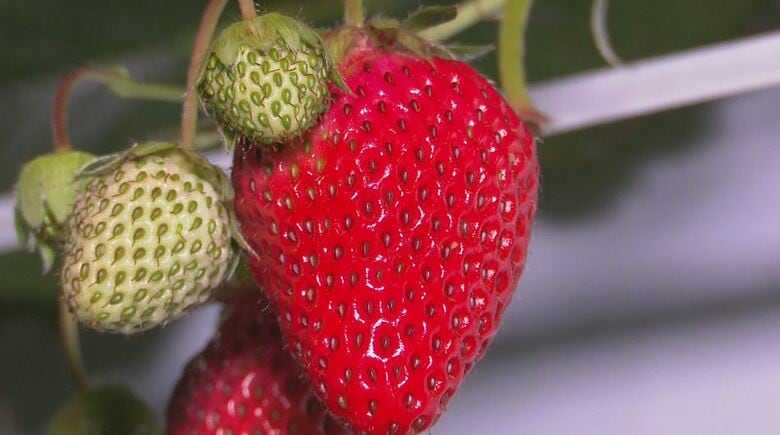 落ち着いて楽しめる「夜のイチゴ狩り」　カップルや仕事帰りの人などに人気　50分食べ放題で4種類を食べ比べ　長野県佐久市の農園｜FNNプライムオンライン