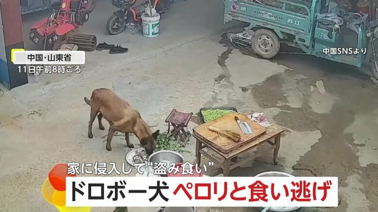「何かがおかしい」盗まれた食材…犯人は“ドロボー犬”　家に侵入し食い逃げ　飼い主が謝罪も家主の女性は笑って許す　中国｜FNNプライムオンライン