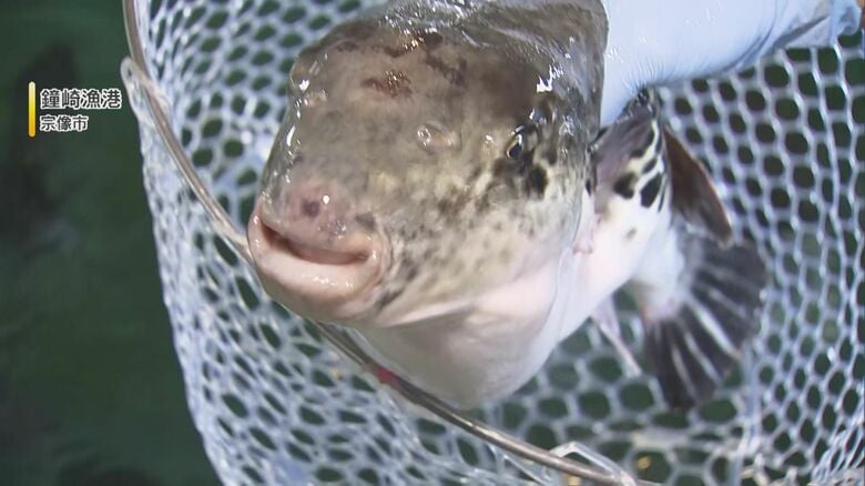 水揚げのピーク『鐘崎天然とらふく』 潮の流れが荒い玄界灘で揉まれた天然もの 今が旬の絶品グルメ 【福岡発】|FNNプライムオンライン