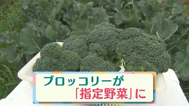 約50年ぶりの追加　ブロッコリー“指定野菜”に　出荷量約30年で2倍超　筋トレブーム背景か？【大分発】｜FNNプライムオンライン