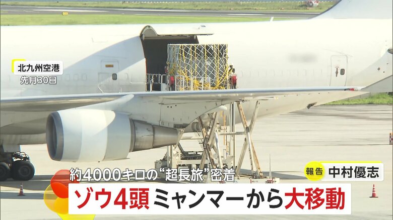 移動距離4000kmの“長旅”…アジアゾウ4頭がミャンマーからやってきた　福岡市動物園で10月に一般公開へ｜FNNプライムオンライン