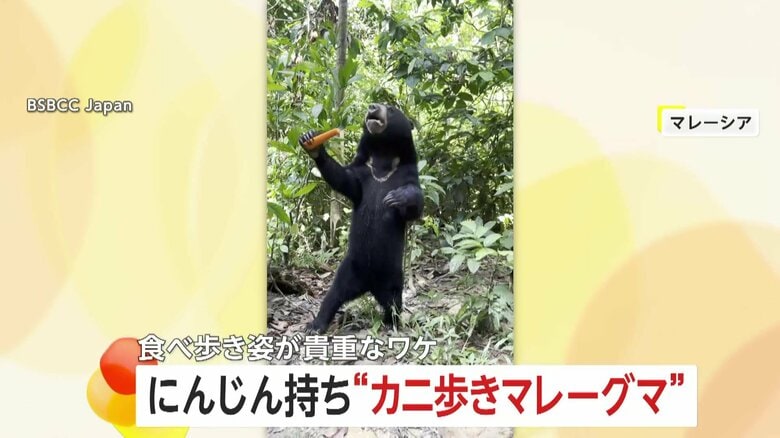 「かなりレアです」マレーグマがニンジン片手にカニ歩き…まるで人間？おかわり求め二足歩行で食べ歩き　マレーシア｜FNNプライムオンライン