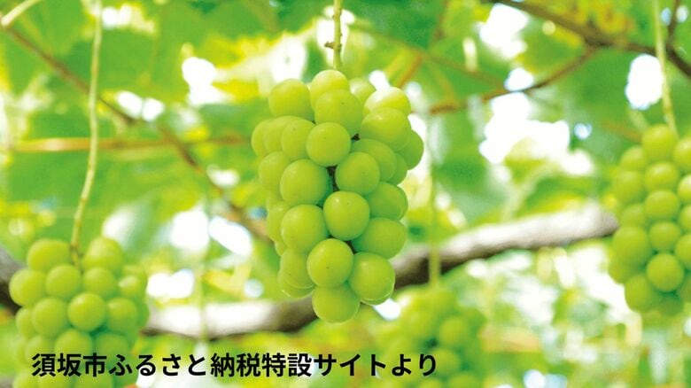 ふるさと納税「シャインマスカット」和歌山の業者が返礼品の産地を偽装　「山形県産」を「長野県産」など｜FNNプライムオンライン