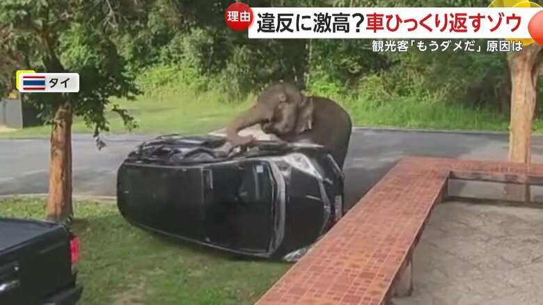子どもは号泣「もうダメだ！もうダメだ！」ゾウが“駐車違反”車両を鼻でひっくり返す…料理の匂い原因か　タイ・カオヤイ国立公園｜FNNプライムオンライン