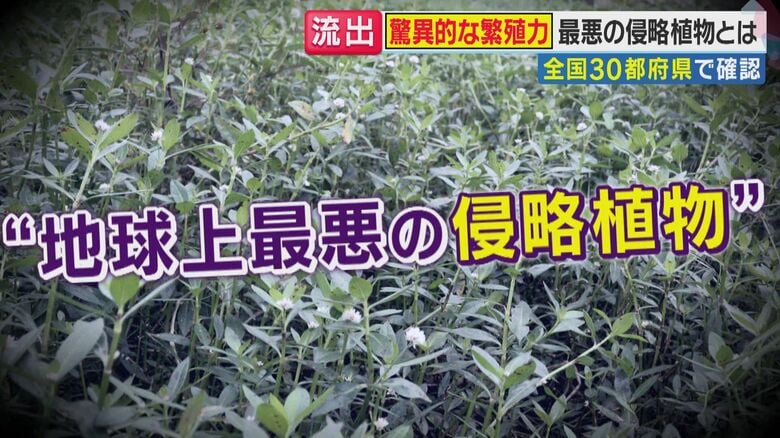 【異常事態】印旛沼堤防決壊で“地球上最悪の侵略植物”ナガエツルノゲイトウが水田に侵食　水害被害の千葉農家「とどめを刺される思い」 さらに都内でも増殖中…｜FNNプライムオンライン