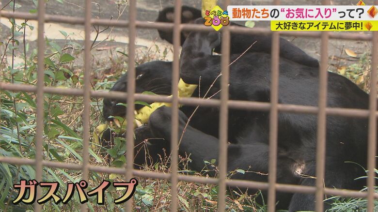 ガスパイプで遊ぶ「ミワ」