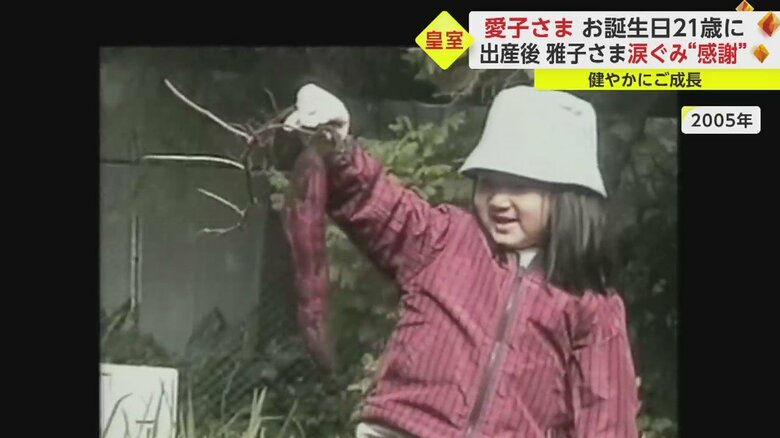 大きなサツマイモを掘り出された愛子さま