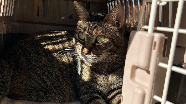 パニックを防ぐため、猫が「安心できる」環境で動物病院に連れて行こう（画像はイメージ）