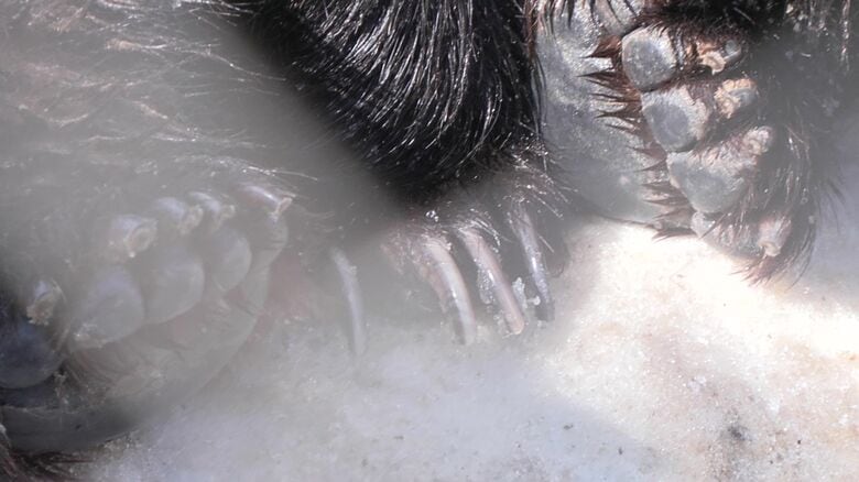 クマの足