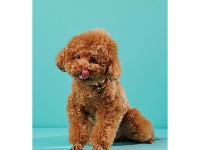 普段のレオくん（提供：Leo トイプードルさん）