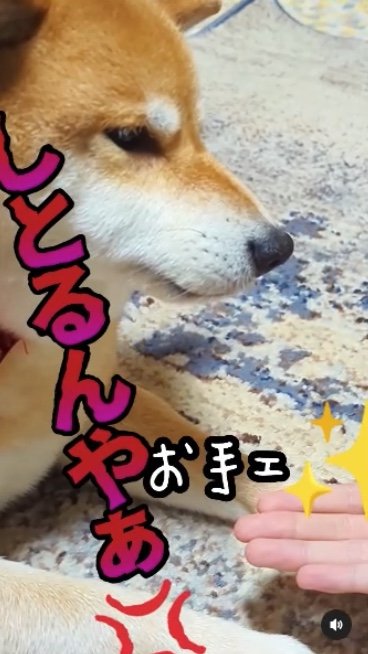 提供：柴犬スティーブch【コーギーと猫を添えて】さん