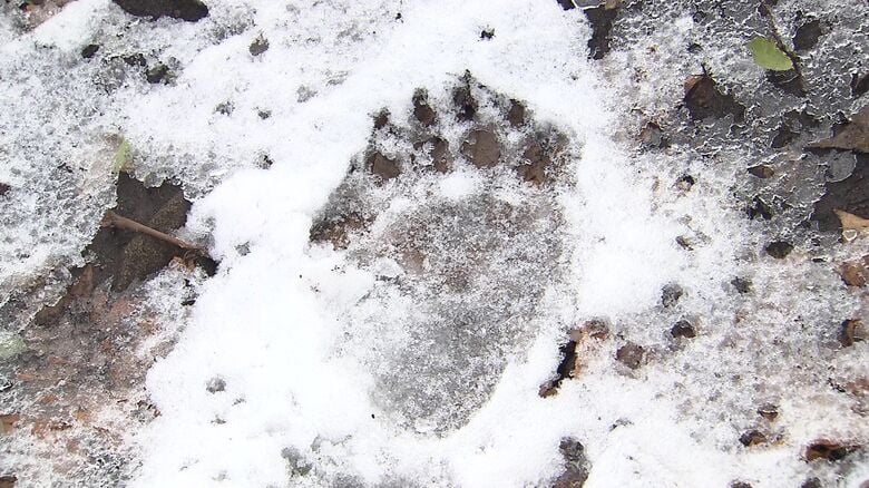 雪の上にくっきりと残ったクマの足跡