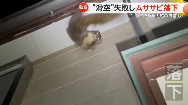 ムササビが、ジャンプしようとして軒裏に頭をぶつけ、そのまま落下する様子⑥