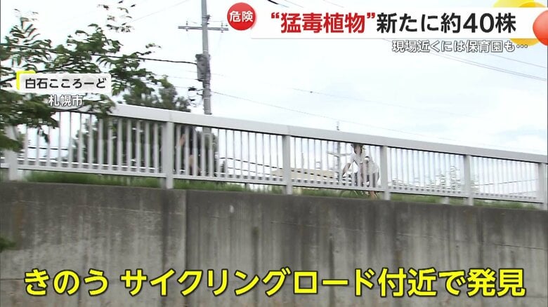 新たに札幌市内のサイクリングロードの近くでも見つかった「バイカルハナウド」