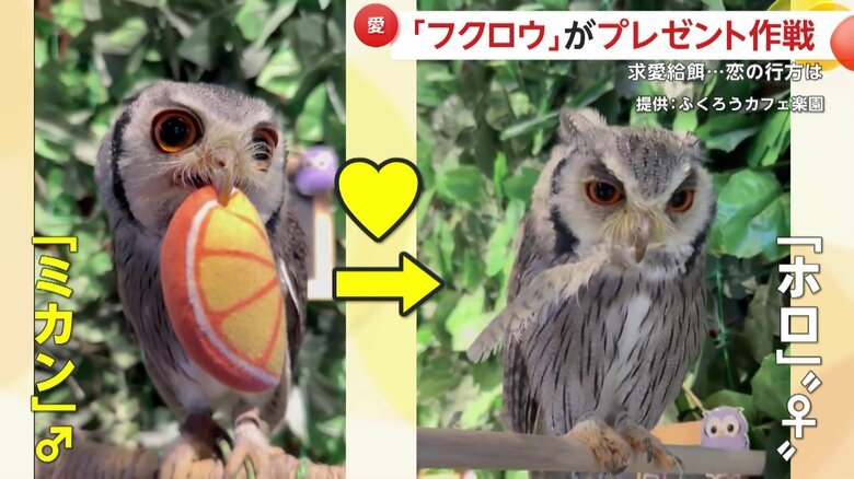 ホロちゃんに振り向いてほしいミカンくん