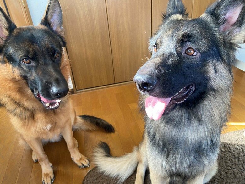 提供：Tobi and Bobiシェパード兄弟犬さん