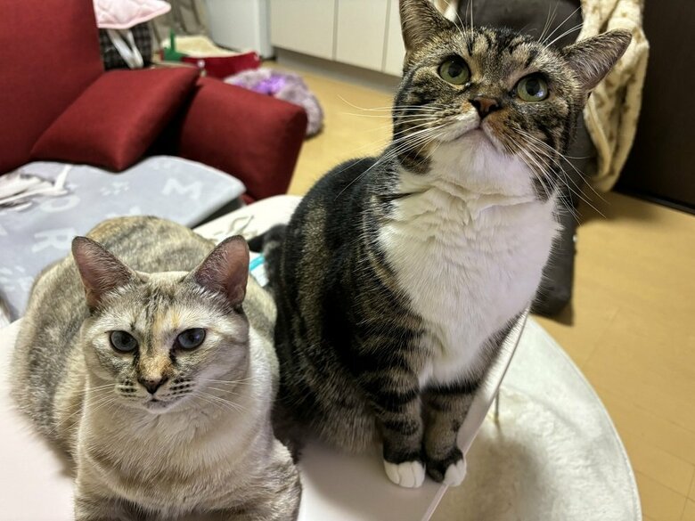 きなこちゃんとまるこちゃん