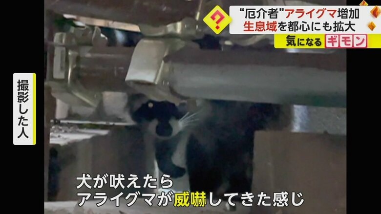 17日、午前7時ごろ、東京都練馬区の住宅で撮影されたアライグマ