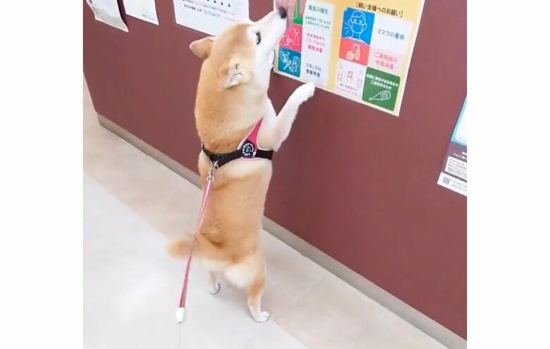 別の日の、診察前のチャーミーちゃん。すでにゴキゲンの様子