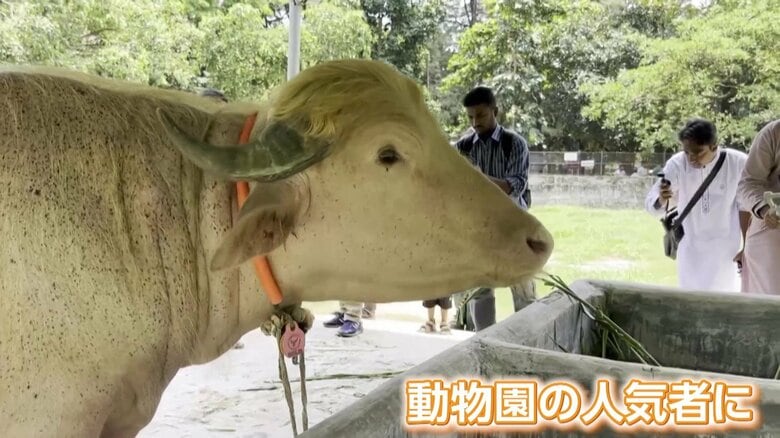 動物園の人気者となった“トランプ牛”