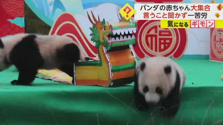 ステージから落ちそうになる赤ちゃんパンダ