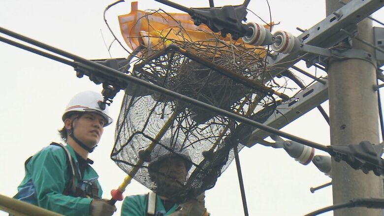 高所作業車で巣に近づき撤去