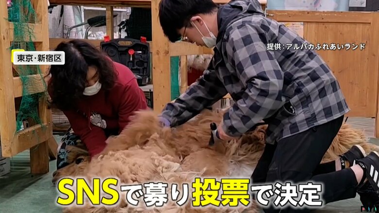 SNS上で募って投票で決定したデザイン