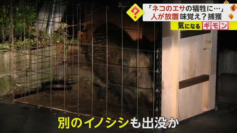 下田市では、別のイノシシも出没
