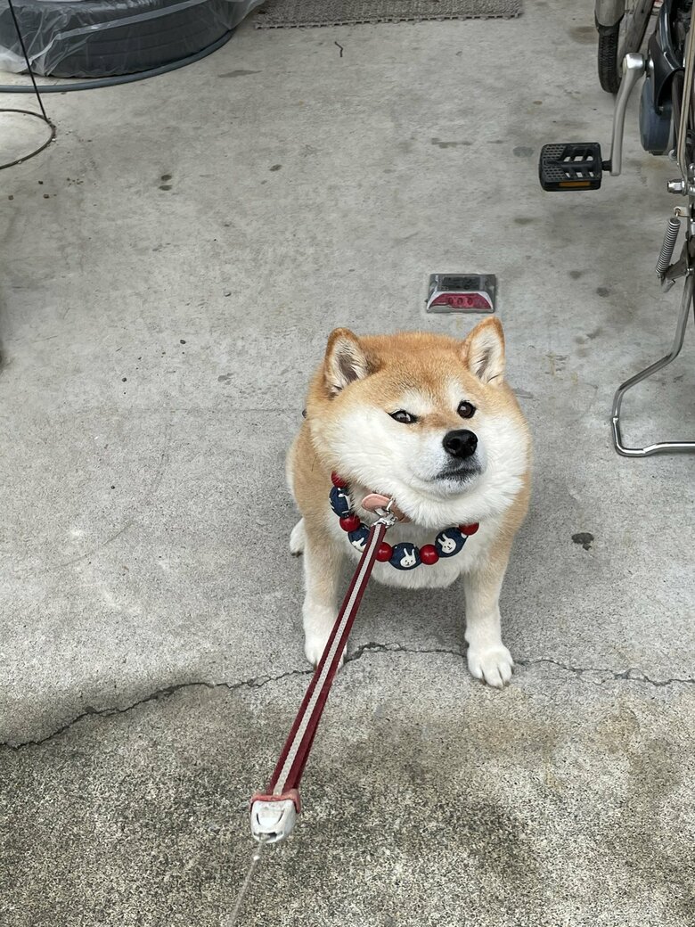 画像提供：柴犬ハナさん