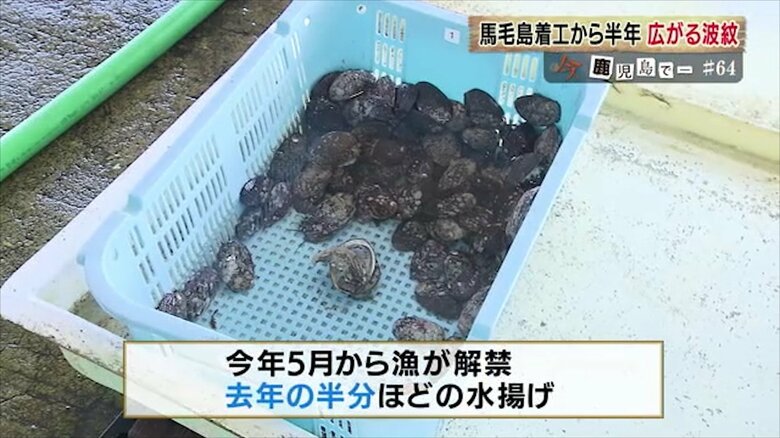 特産品「ナガラメ」の水揚げ量は前年の半分ほどに…