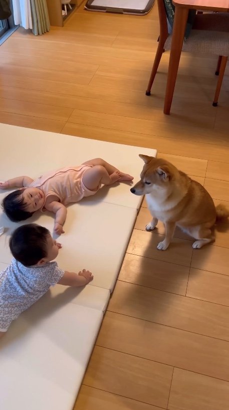提供：柴犬　むぎさん