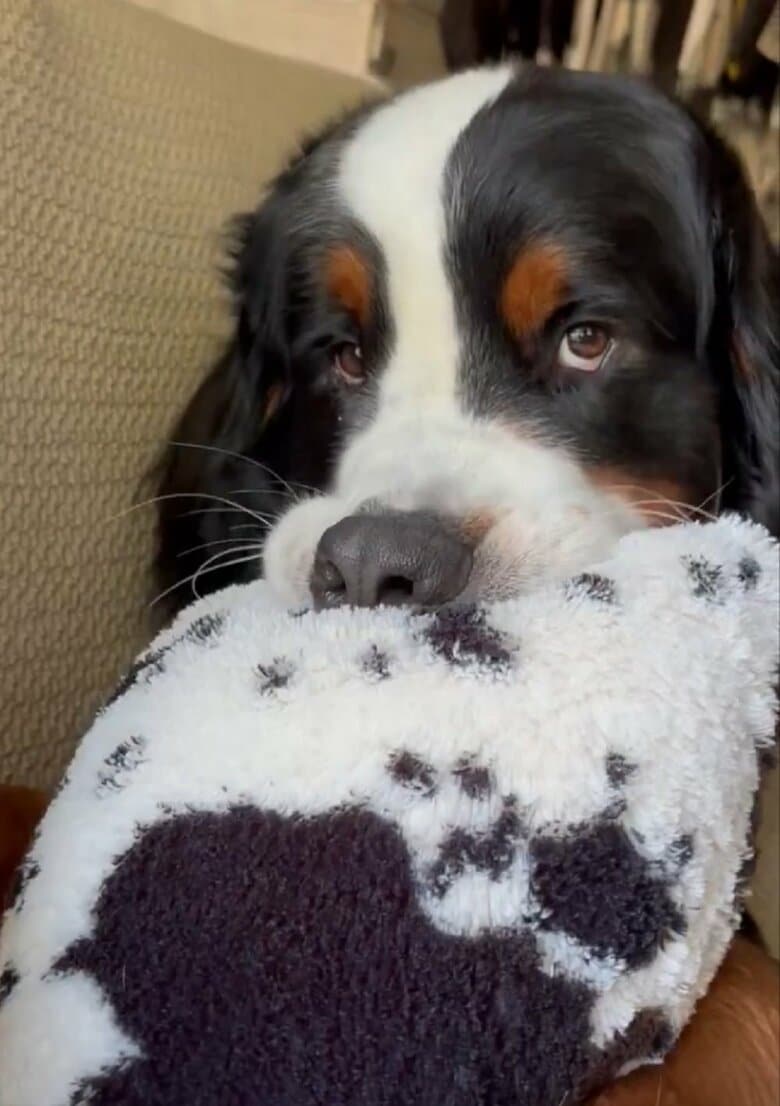 毛布をあむあむ