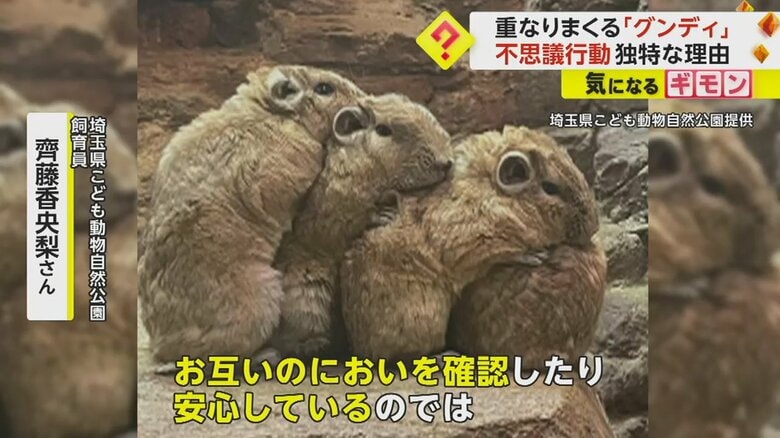 グンディ4匹が重なっている