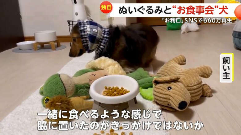 ぬいぐるみを並べる、るのんくん（提供：lunon0401）