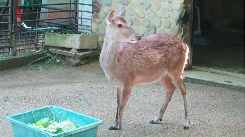 脱走したメスの二ホンジカ「ロビン」 提供：姫路市立動物園
