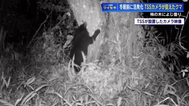 11月3日未明、センサーカメラに映るクマ