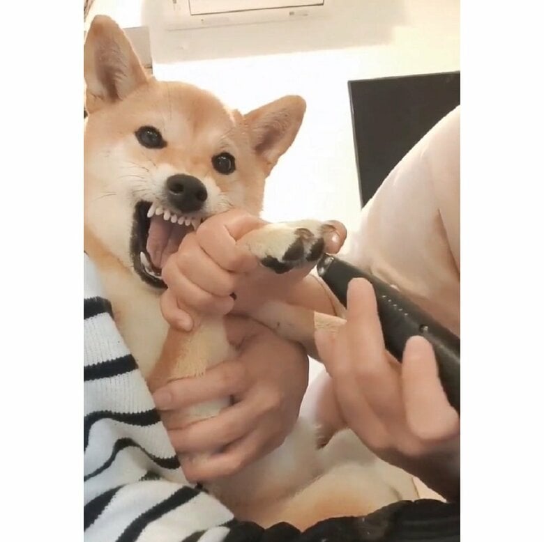 ムキ顔でかたまるのは初めてだったとのこと