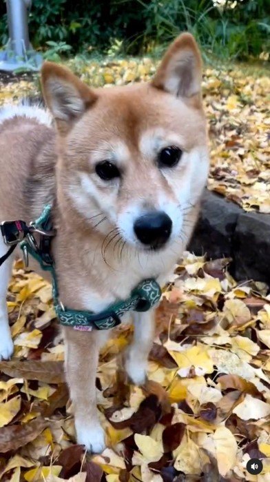 提供：kurararara4466さん