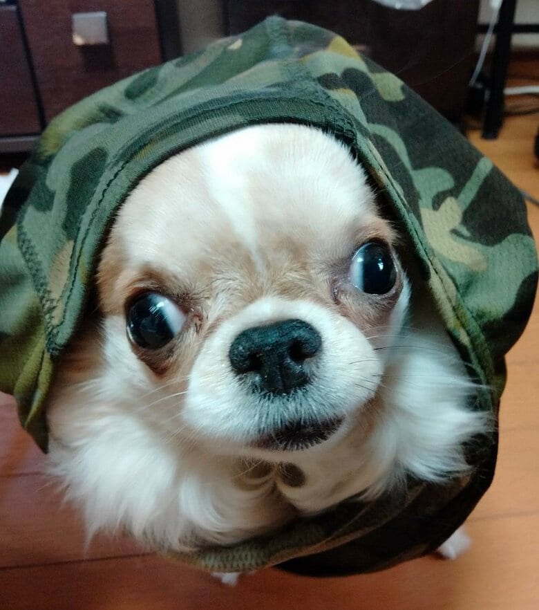 玉緒ちゃんは表情豊かな子